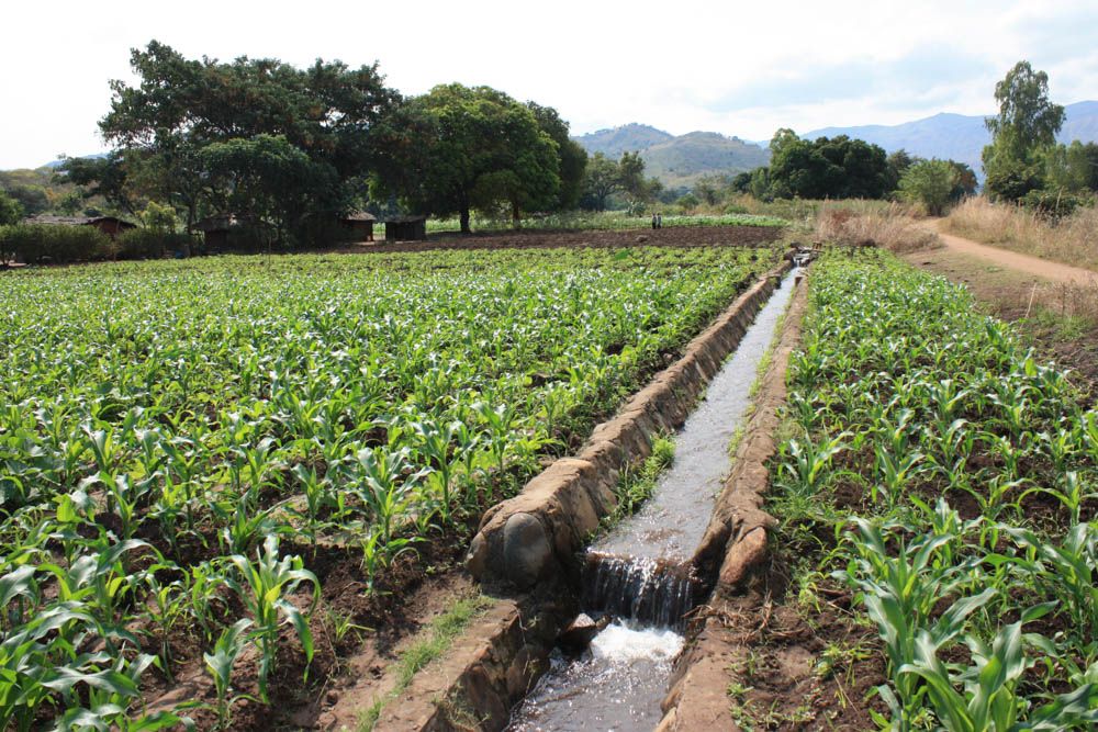 Rows of young maize grow beside a stone channel of running water.
